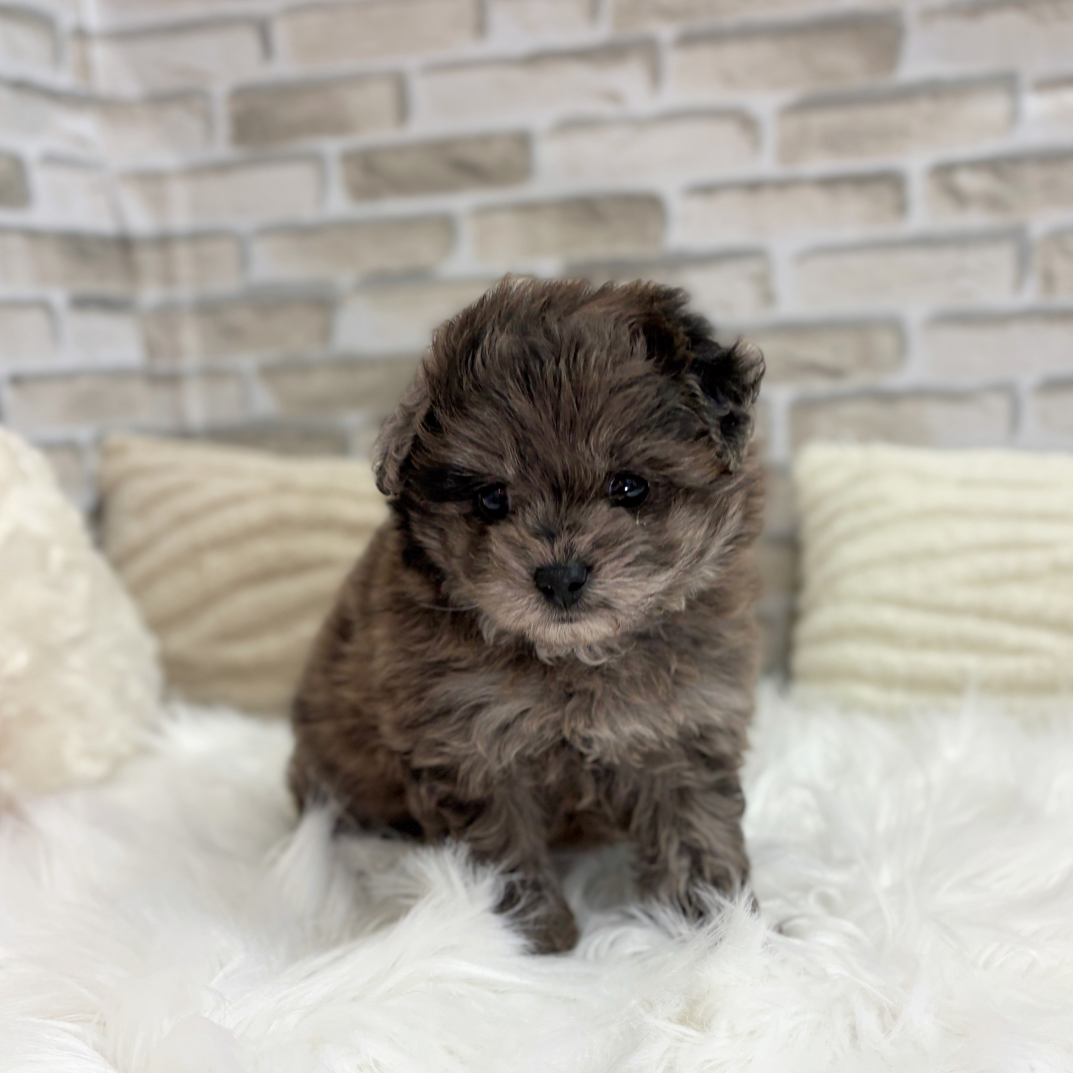 神奈川県のポメプー(ポメラニアン×プードル) (犬の家&猫の里モザイクモール港北店/2025年8月26日生まれ/男の子/ブルーマール)の子犬の2枚目の画像