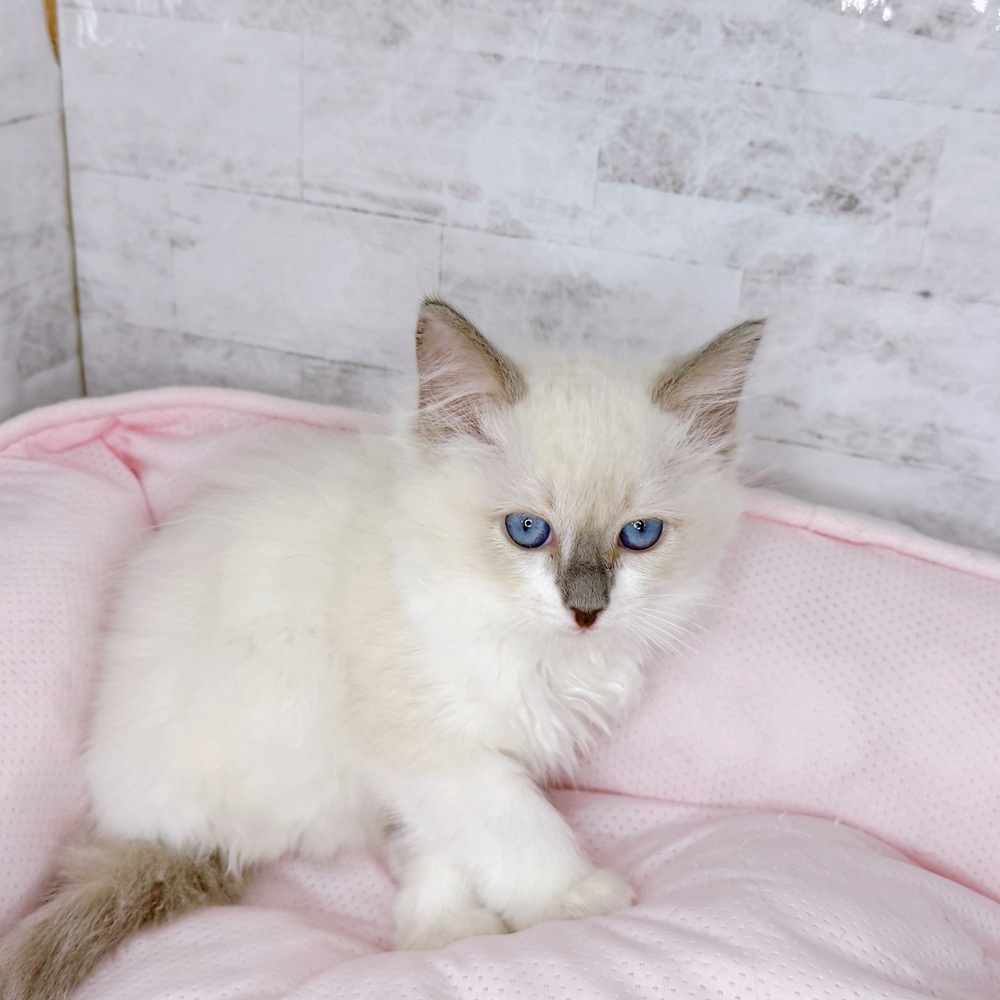 長野県のラグドール (犬の家＆猫の里塩尻店/2025年8月23日生まれ/女の子/ブルーポイント)の子猫の2枚目の画像
