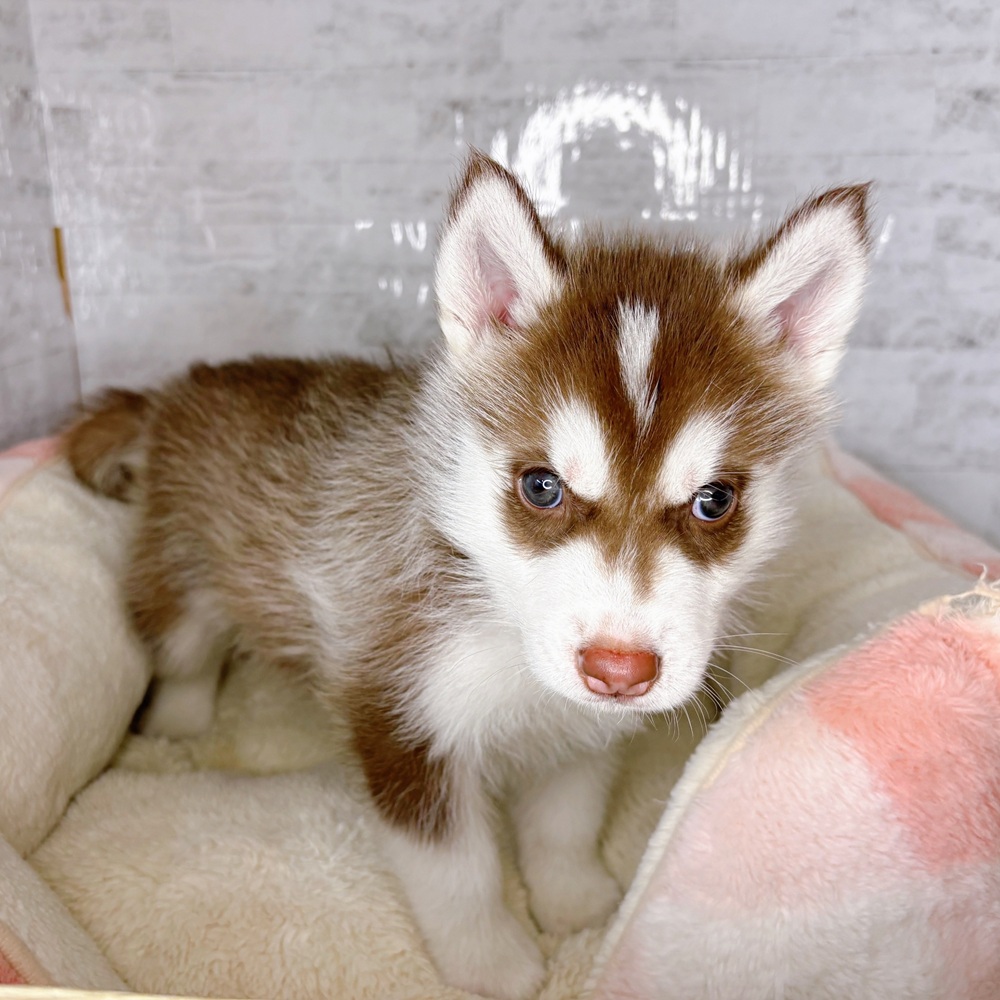長野県のシベリアンハスキー (犬の家＆猫の里塩尻店/2025年8月26日生まれ/男の子/チョコレートホワイト)の子犬の2枚目の画像