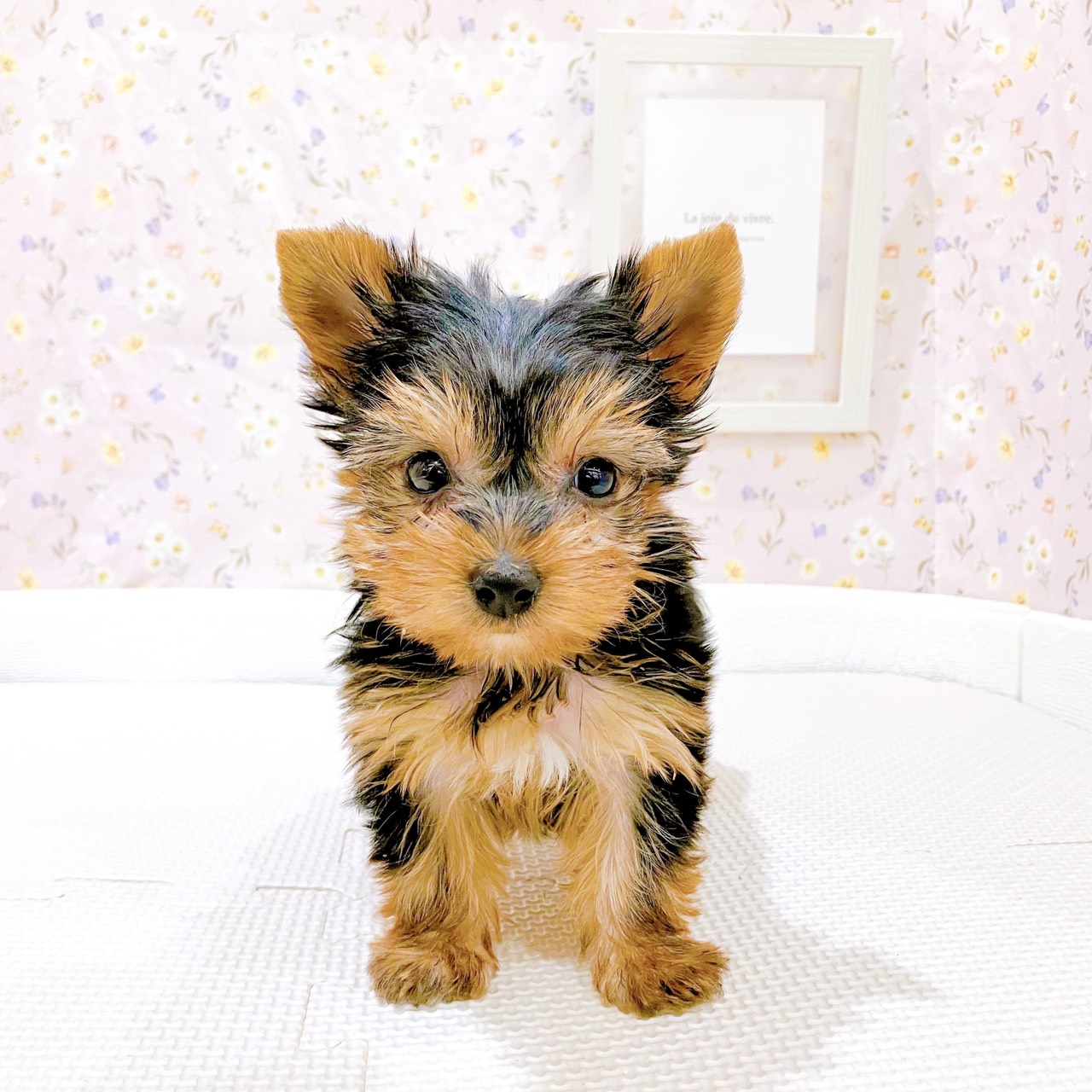 石川県のヨークシャーテリア (犬の家＆猫の里金沢店/2025年8月25日生まれ/女の子/スチールブルータン)の子犬の2枚目の画像