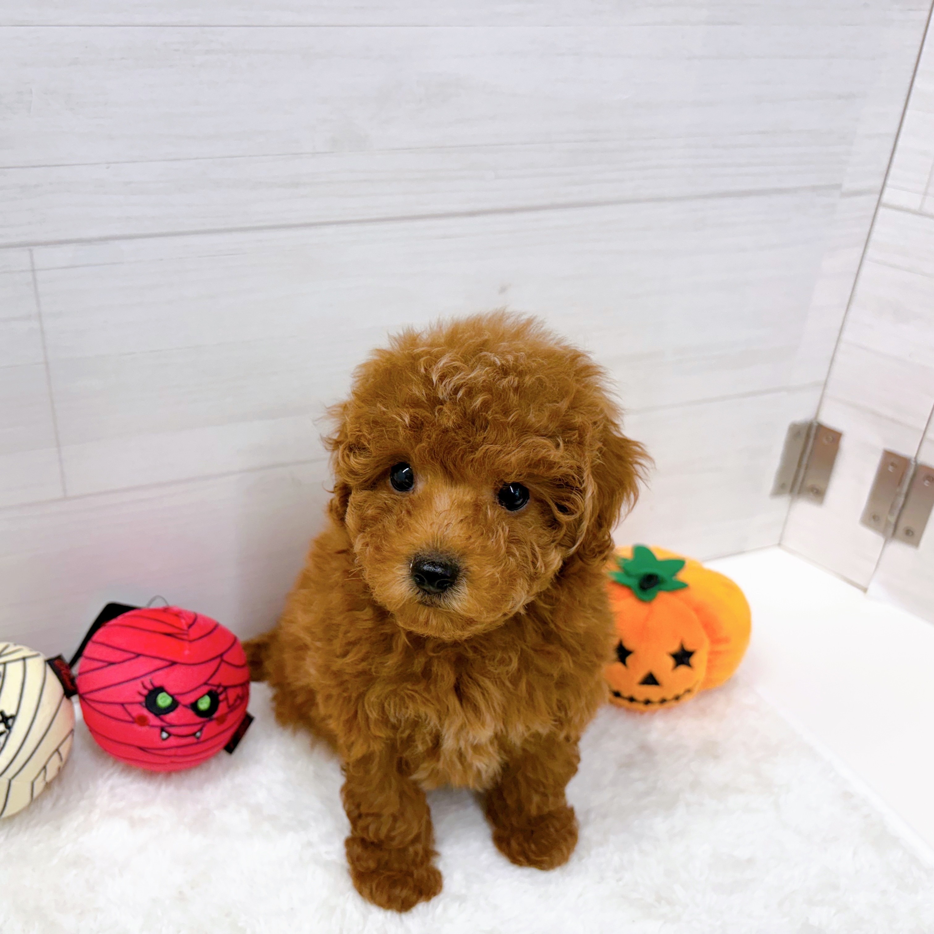 石川県のトイプードル(トイ) (犬の家＆猫の里アミーゴ金沢おこばた店/2025年8月24日生まれ/男の子/レッド)の子犬の2枚目の画像