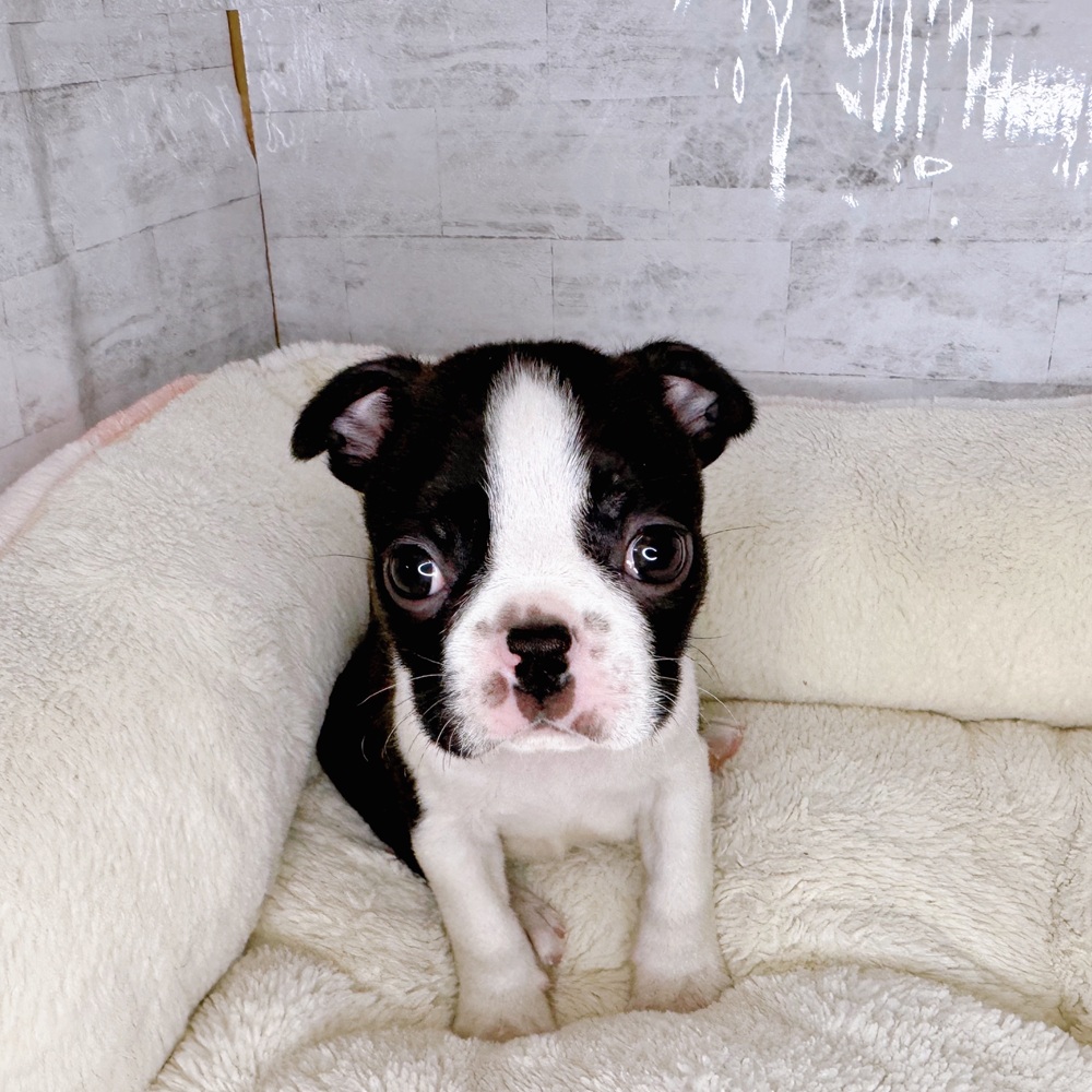 長野県のボストンテリア (犬の家＆猫の里塩尻店/2025年8月24日生まれ/男の子/ボストンカラー)の子犬の1枚目の画像