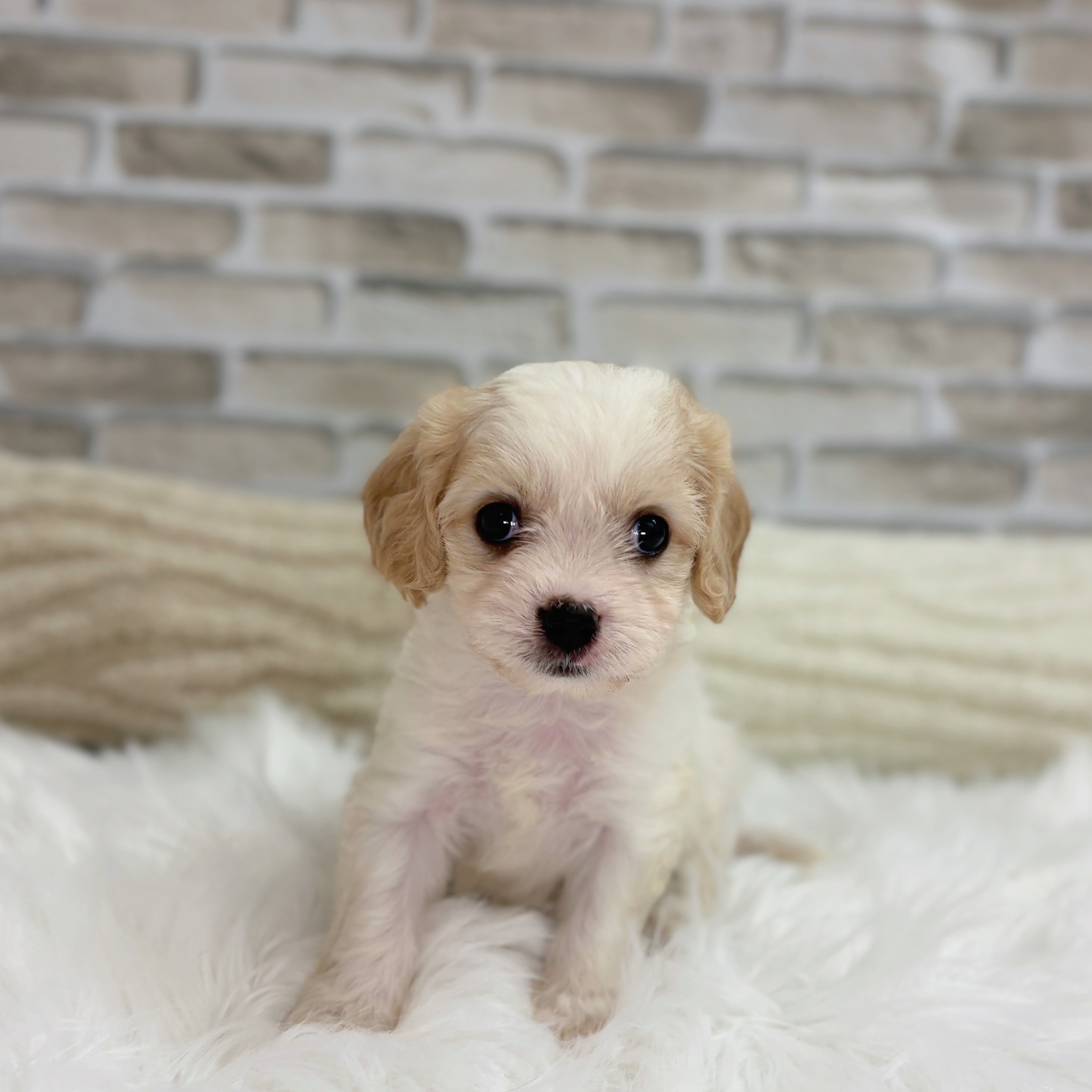 神奈川県のハーフ犬・ミックス犬 (犬の家&猫の里モザイクモール港北店/2025年8月22日生まれ/女の子/ブレンハイム)の子犬の2枚目の画像