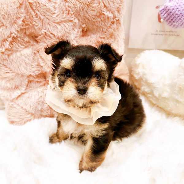 福井県のチワマル/マルチワ(チワワ×マルチーズ) (犬の家＆猫の里福井店/2025年8月24日生まれ/女の子/ブラックタン)の子犬の2枚目の画像