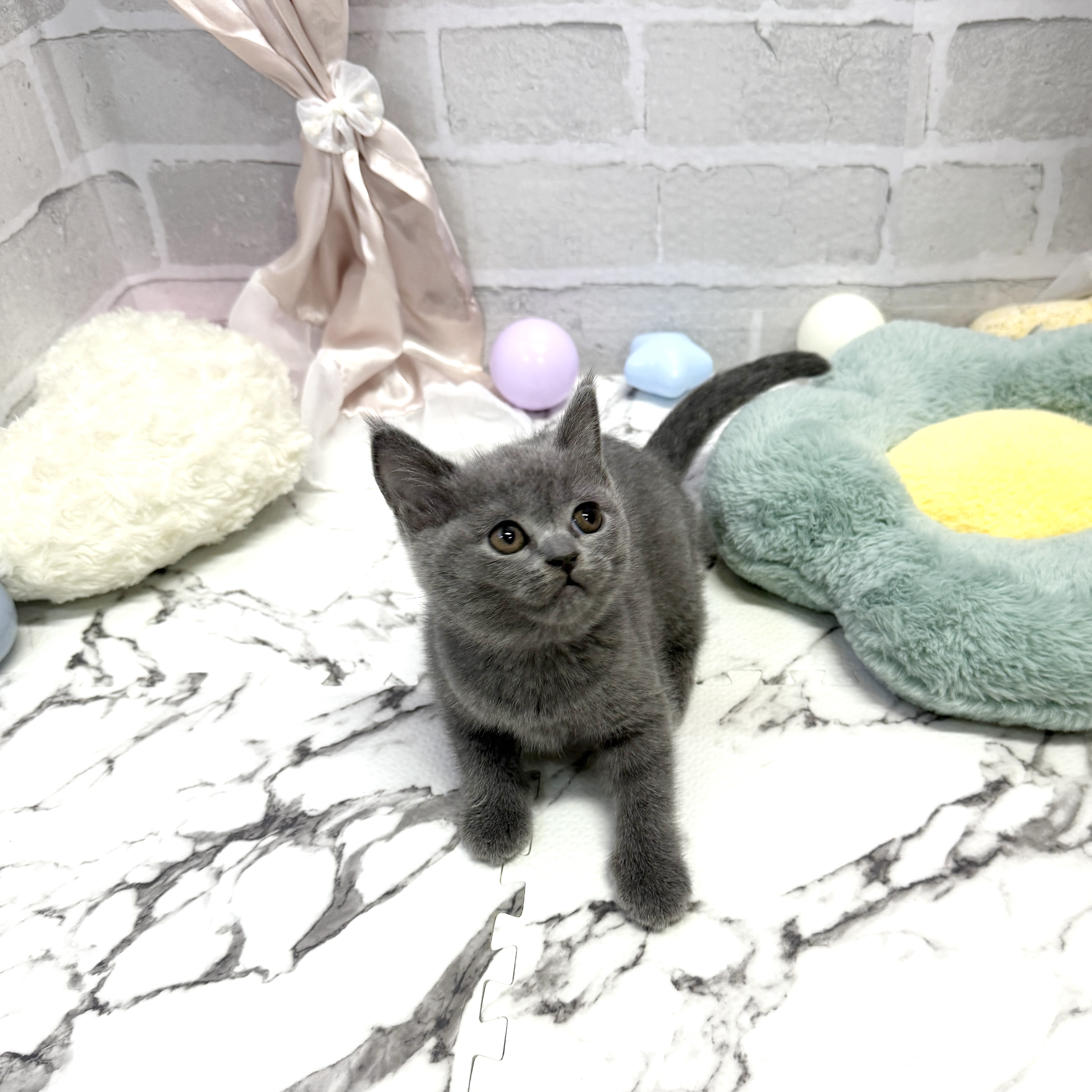 愛知県のブリティッシュショートヘアー (犬の家＆猫の里岡崎店/2025年8月26日生まれ/女の子/ブルー)の子猫の2枚目の画像