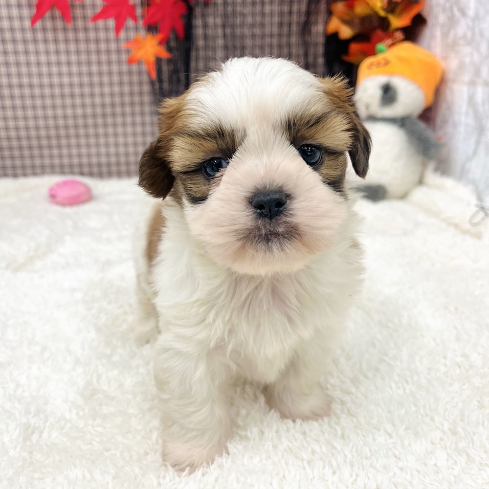 愛知県のシーズー (犬の家＆猫の里エアポートウォーク店/2025年8月25日生まれ/男の子/ゴールドホワイト)の子犬の2枚目の画像