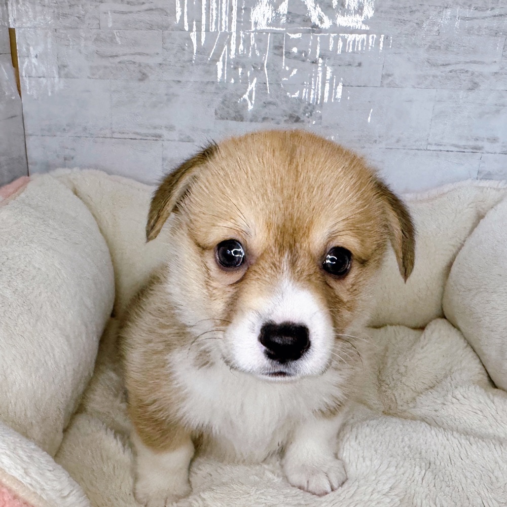 長野県のウェルシュコーギーペンブローク (犬の家＆猫の里塩尻店/2025年8月24日生まれ/女の子/レッドホワイト)の子犬の2枚目の画像