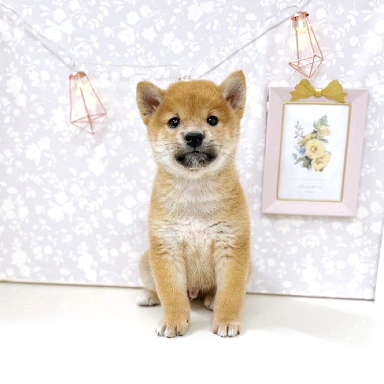 富山県の柴犬(標準サイズ) (犬の家＆猫の里アミーゴ高岡蓮花寺店/2025年8月26日生まれ/男の子/赤)の子犬の1枚目の画像