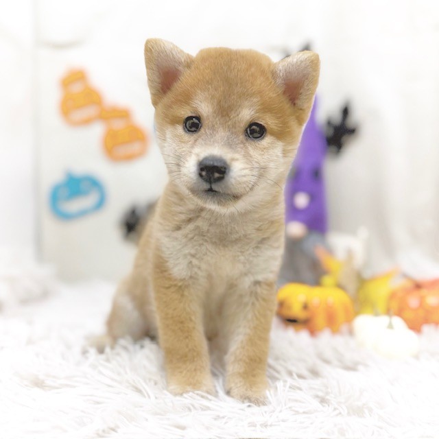 静岡県の柴犬(標準サイズ) (犬の家＆猫の里藤枝店/2025年8月26日生まれ/女の子/赤)の子犬の2枚目の画像