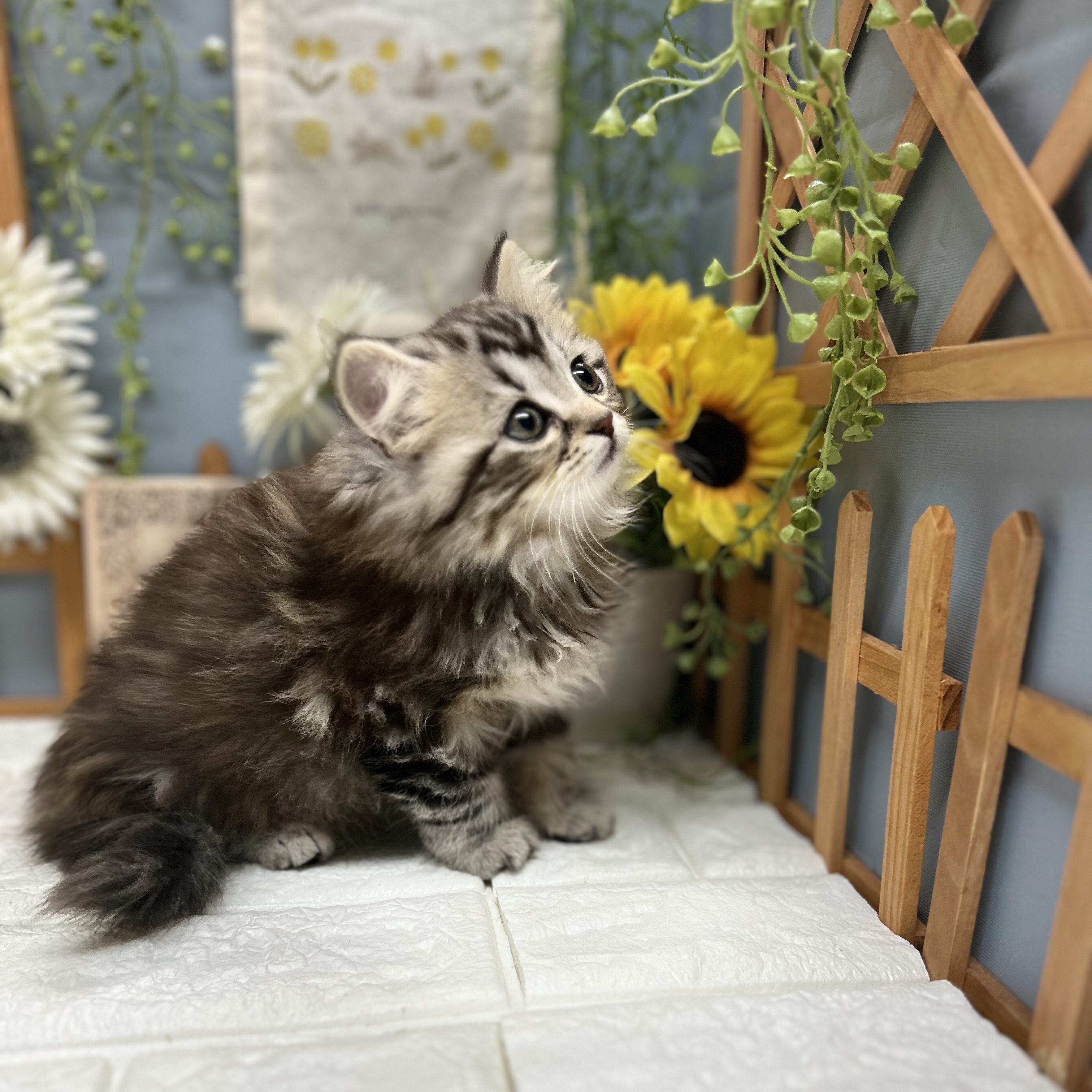 千葉県のマンチカン (犬の家＆猫の里ワンズモール稲毛店/2025年8月23日生まれ/女の子/シルバーパッチドタビー)の子猫の2枚目の画像