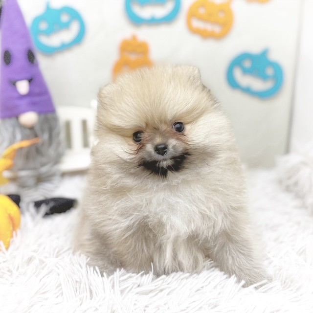静岡県のポメラニアン (犬の家＆猫の里藤枝店/2025年8月25日生まれ/女の子/オレンジ)の子犬の1枚目の画像