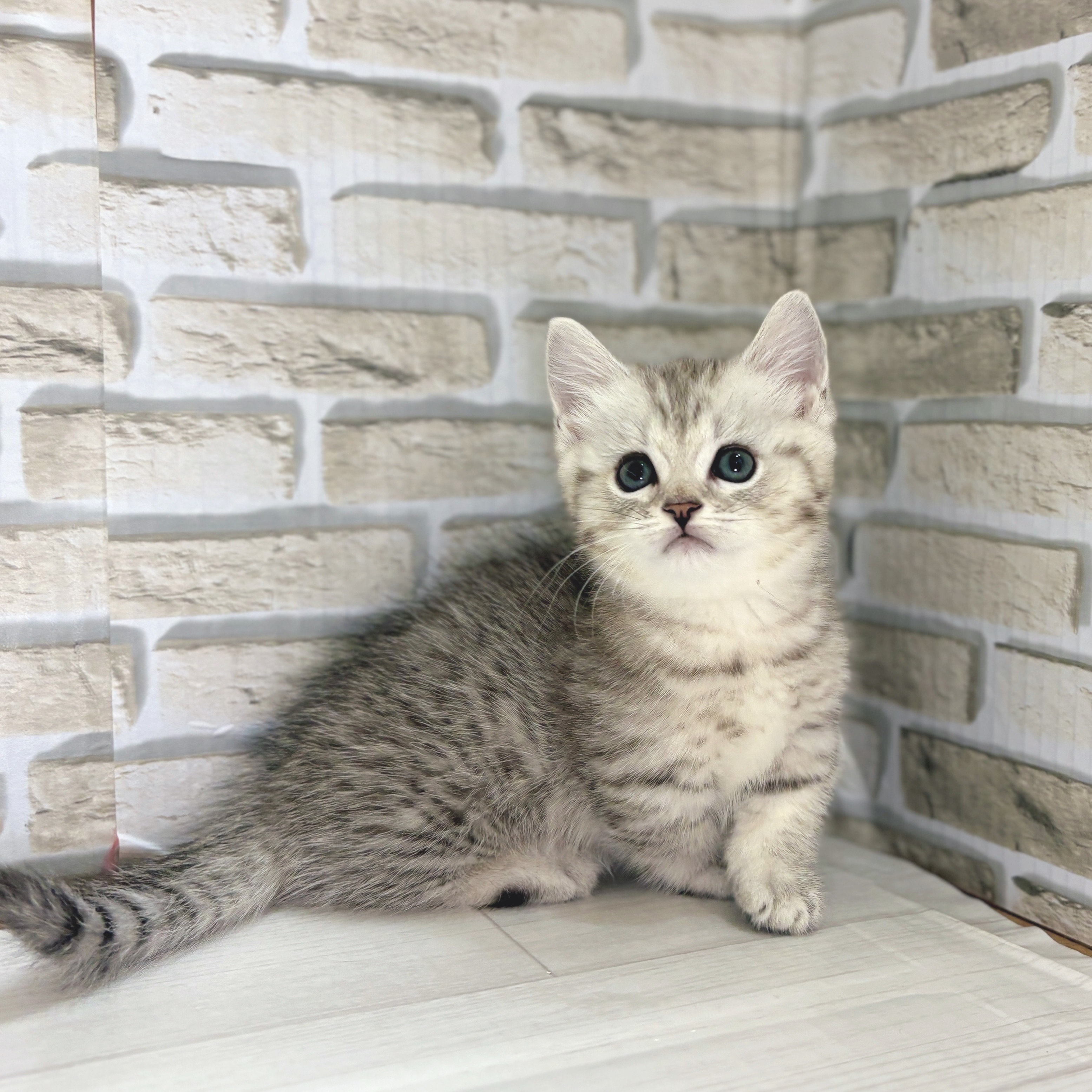 神奈川県のマンチカン (犬の家&猫の里モザイクモール港北店/2025年8月26日生まれ/男の子/シルバータビー)の子猫の1枚目の画像