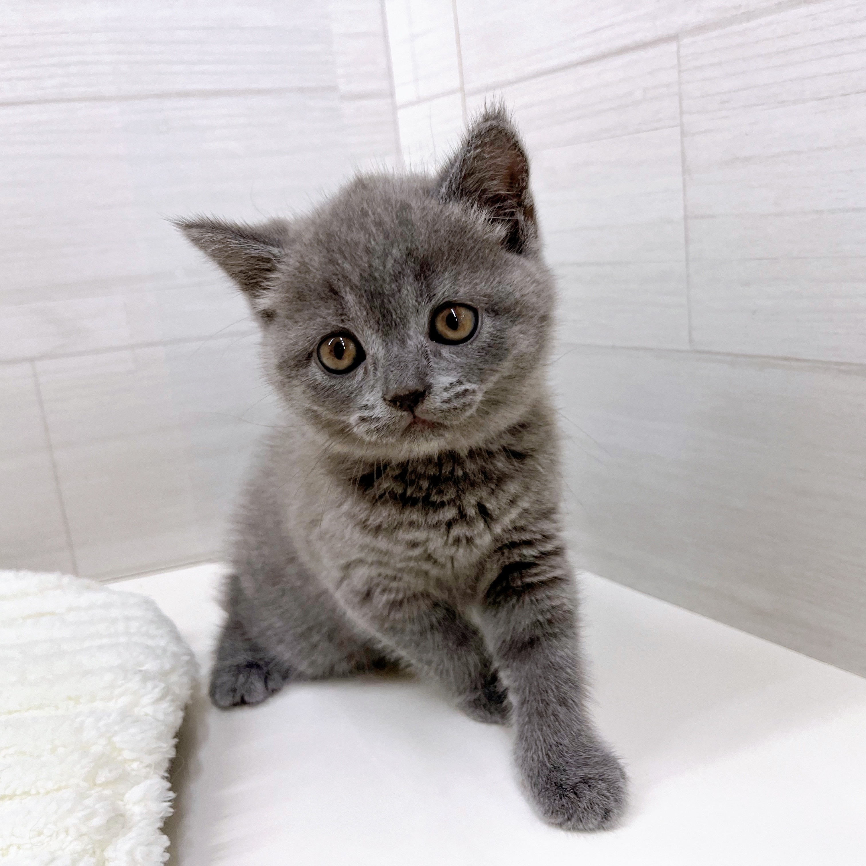 石川県のブリティッシュショートヘアー (犬の家＆猫の里アミーゴ金沢おこばた店/2025年8月20日生まれ/女の子/ブルー)の子猫の2枚目の画像