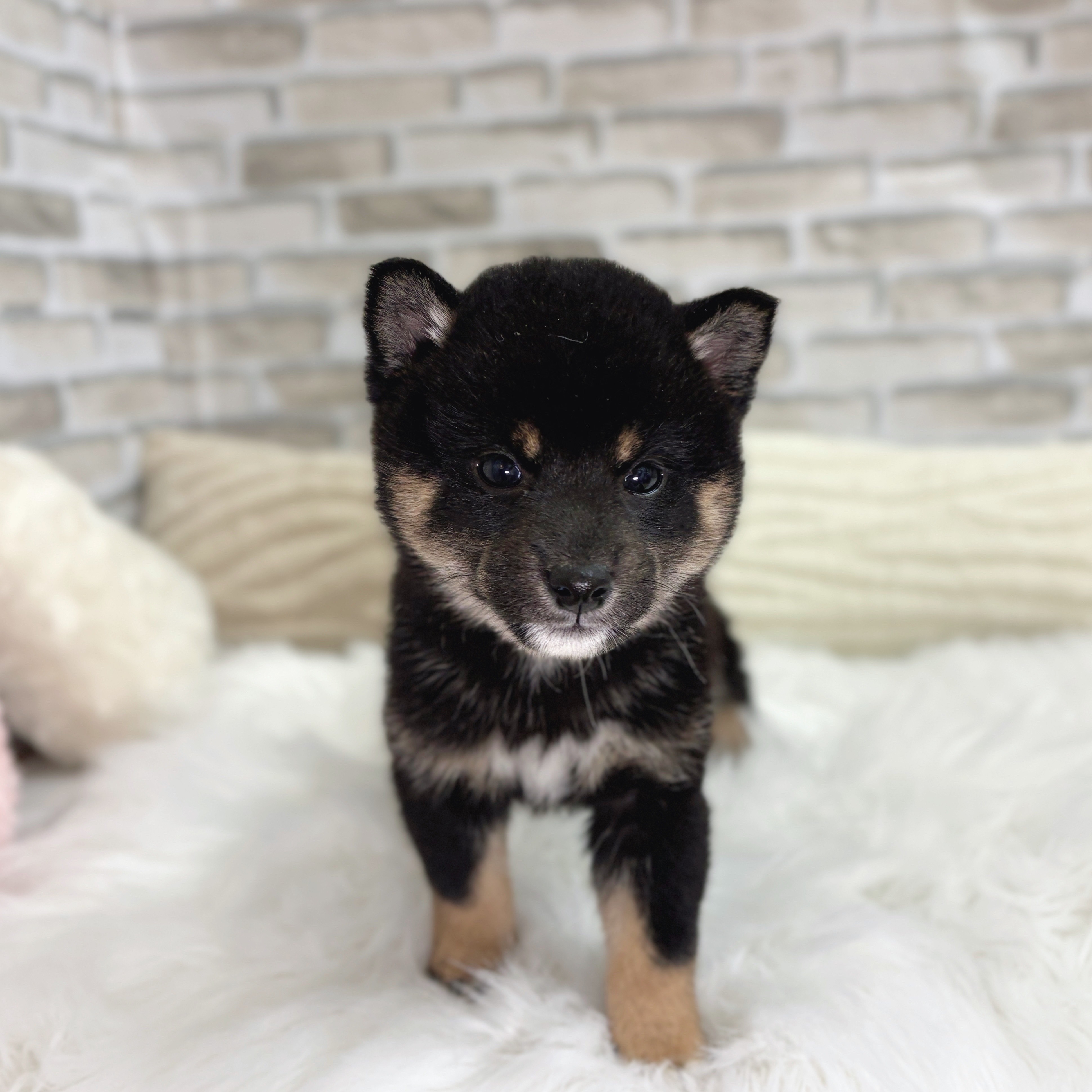 神奈川県の豆柴 (犬の家&猫の里モザイクモール港北店/2025年8月24日生まれ/女の子/黒)の子犬の1枚目の画像