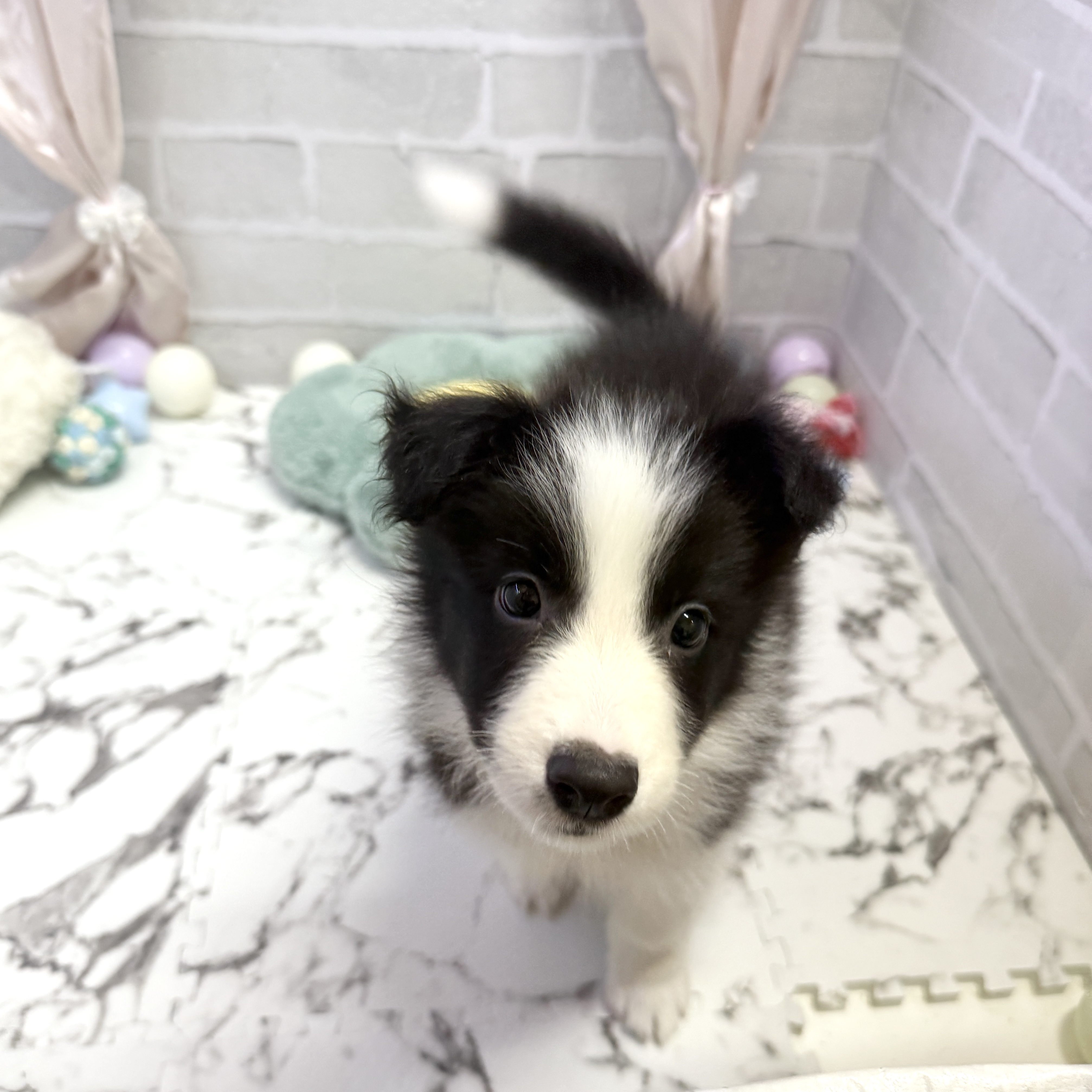 愛知県のボーダーコリー (犬の家＆猫の里岡崎店/2025年8月24日生まれ/男の子/ブラックホワイト)の子犬の2枚目の画像