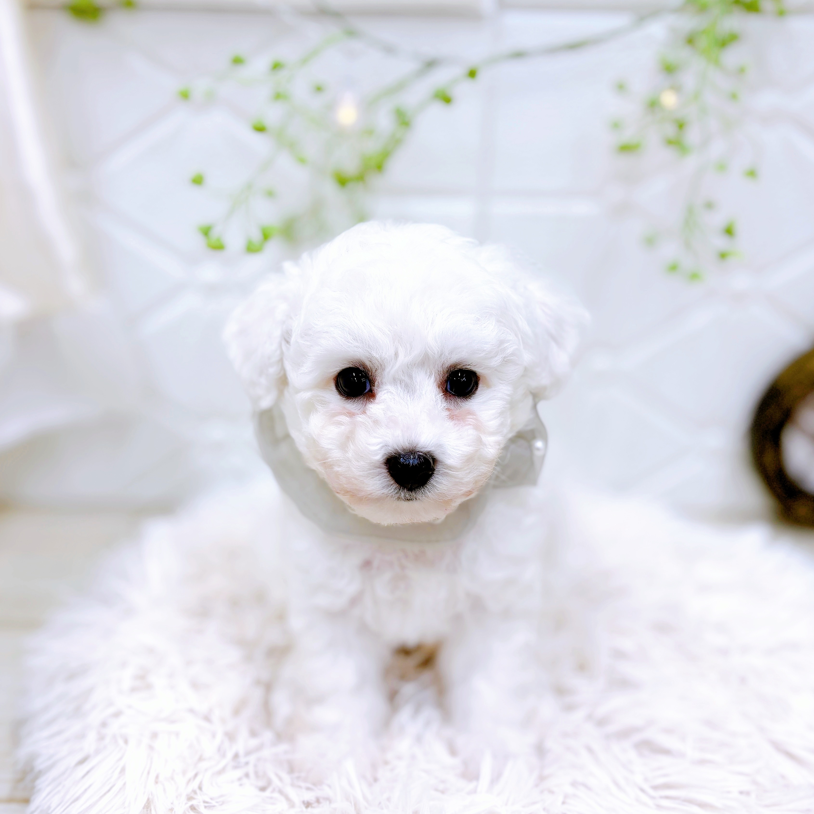 福井県のビションフリーゼ (犬の家＆猫の里アミーゴ福井店/2025年8月24日生まれ/男の子/ホワイト)の子犬の1枚目の画像