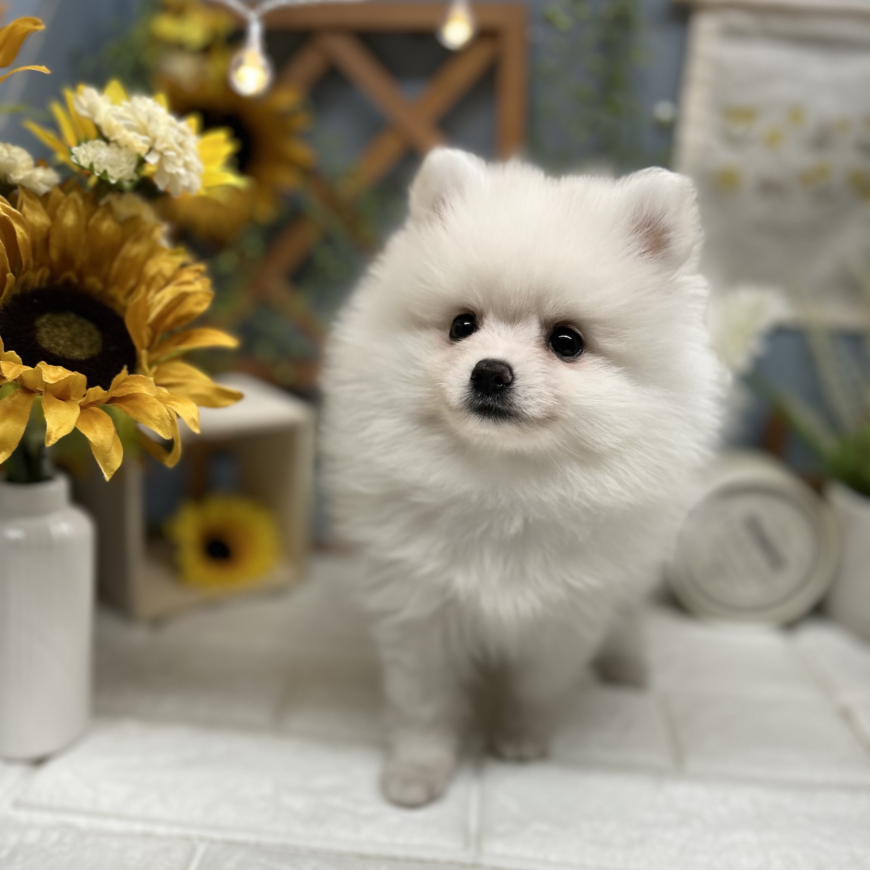 千葉県のポメラニアン (犬の家＆猫の里ワンズモール稲毛店/2025年8月22日生まれ/男の子/クリーム)の子犬の2枚目の画像