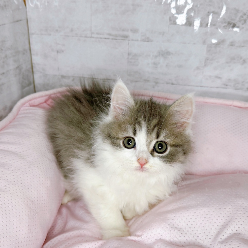 長野県のマンチカン (犬の家＆猫の里塩尻店/2025年8月24日生まれ/女の子/ブルータビーホワイト)の子猫の1枚目の画像