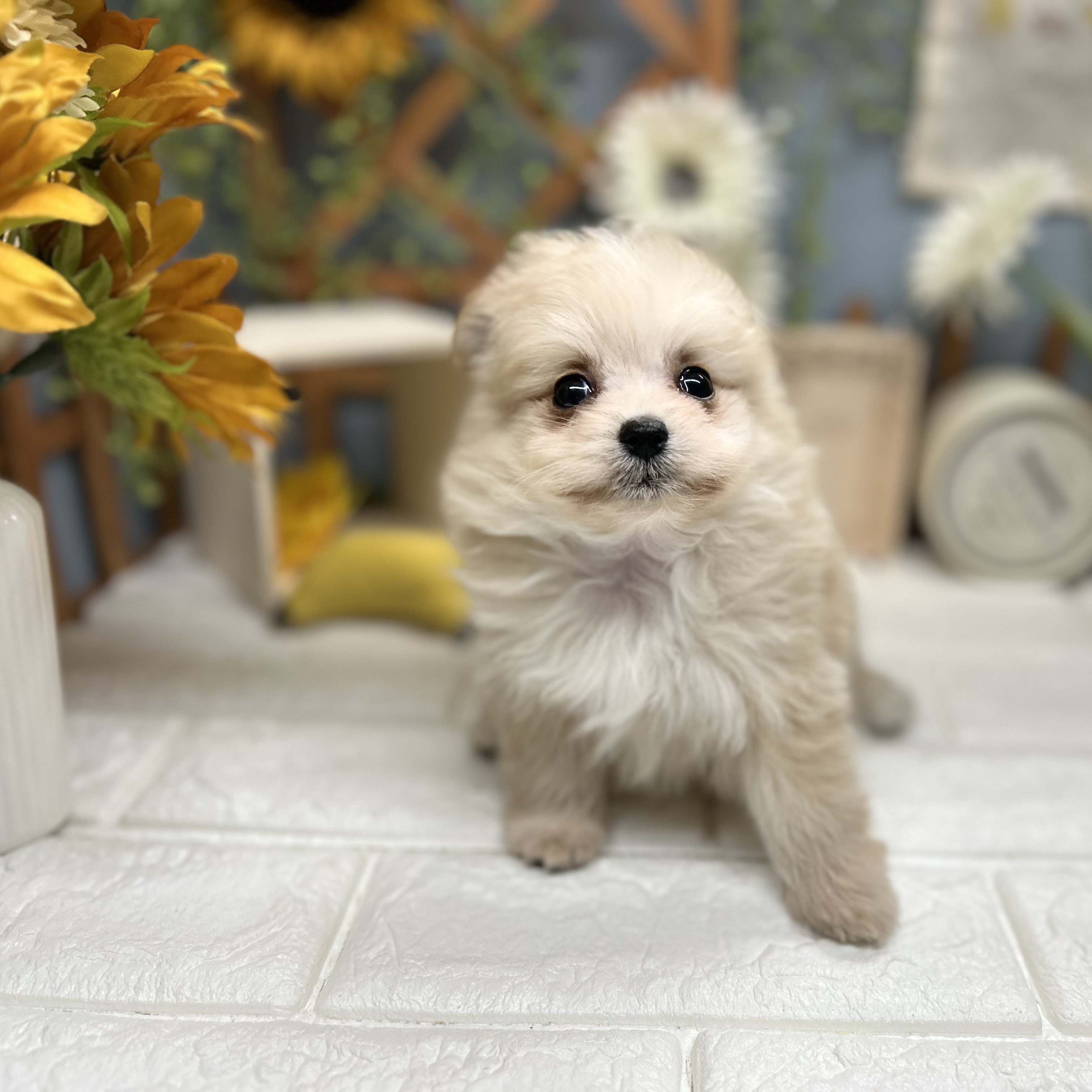 千葉県のポメプー(ポメラニアン×プードル) (犬の家＆猫の里ワンズモール稲毛店/2025年8月26日生まれ/女の子/クリーム)の子犬の2枚目の画像