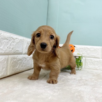 静岡県のミニチュアダックスフンド(ロング) (犬の家＆猫の里マークイズ静岡店/2025年8月26日生まれ/女の子/ゴールド)の子犬の2枚目の画像