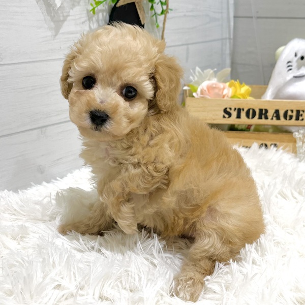 愛知県のトイプードル(タイニー) (犬の家＆猫の里豊田店/2025年8月26日生まれ/女の子/アプリコット)の子犬の2枚目の画像