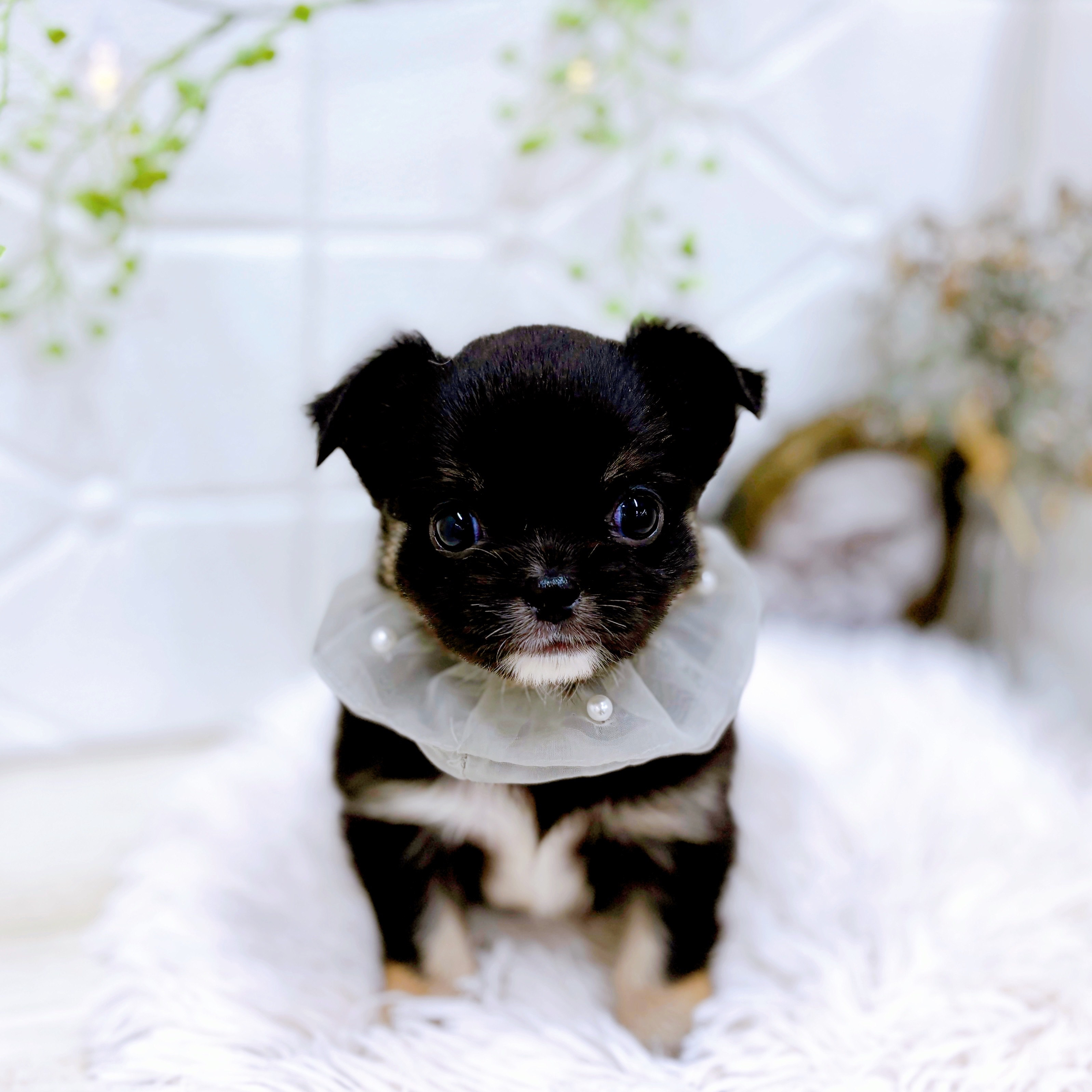 福井県のチワペキ/ペキチー/ペキチワ(チワワ×ペキニーズ) (犬の家＆猫の里アミーゴ福井店/2025年8月26日生まれ/男の子/ブラックタンホワイト)の子犬の1枚目の画像