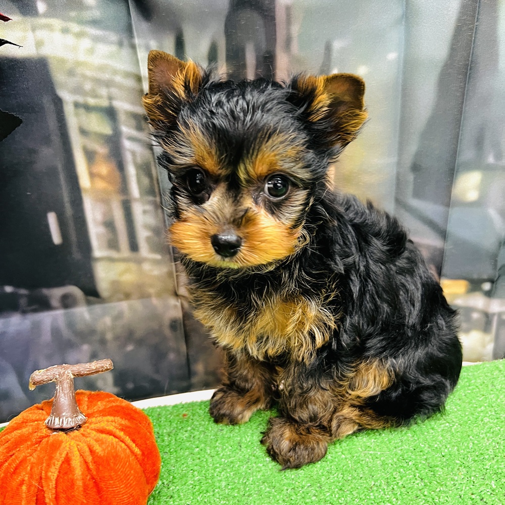 愛知県のヨークシャーテリア (犬の家＆猫の里名古屋天白店/2025年8月19日生まれ/女の子/スチールブルータン)の子犬の2枚目の画像