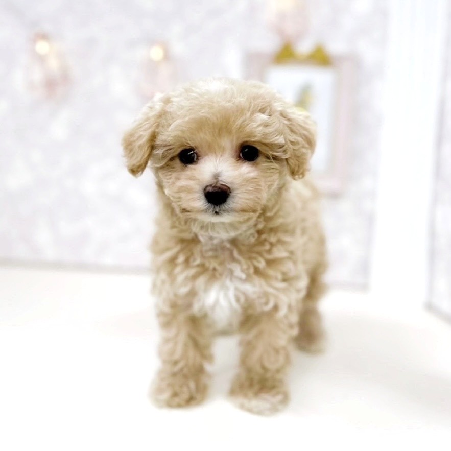 富山県のマルプー(マルチーズ×プードル) (犬の家&猫の里アミーゴ高岡蓮花寺店/2025年8月22日生まれ/女の子/アプリコット)の子犬の2枚目の画像