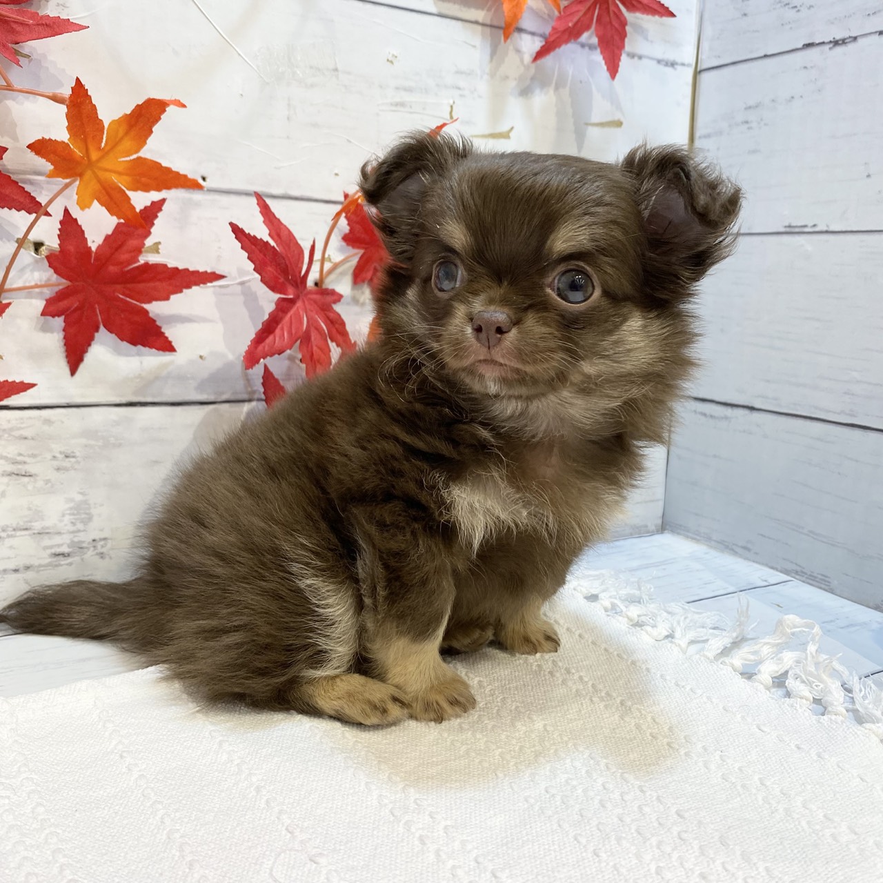 長野県のチワワ(ロング) (犬の家＆猫の里カインズ梓川店/2025年8月26日生まれ/男の子/チョコレートタン)の子犬の2枚目の画像
