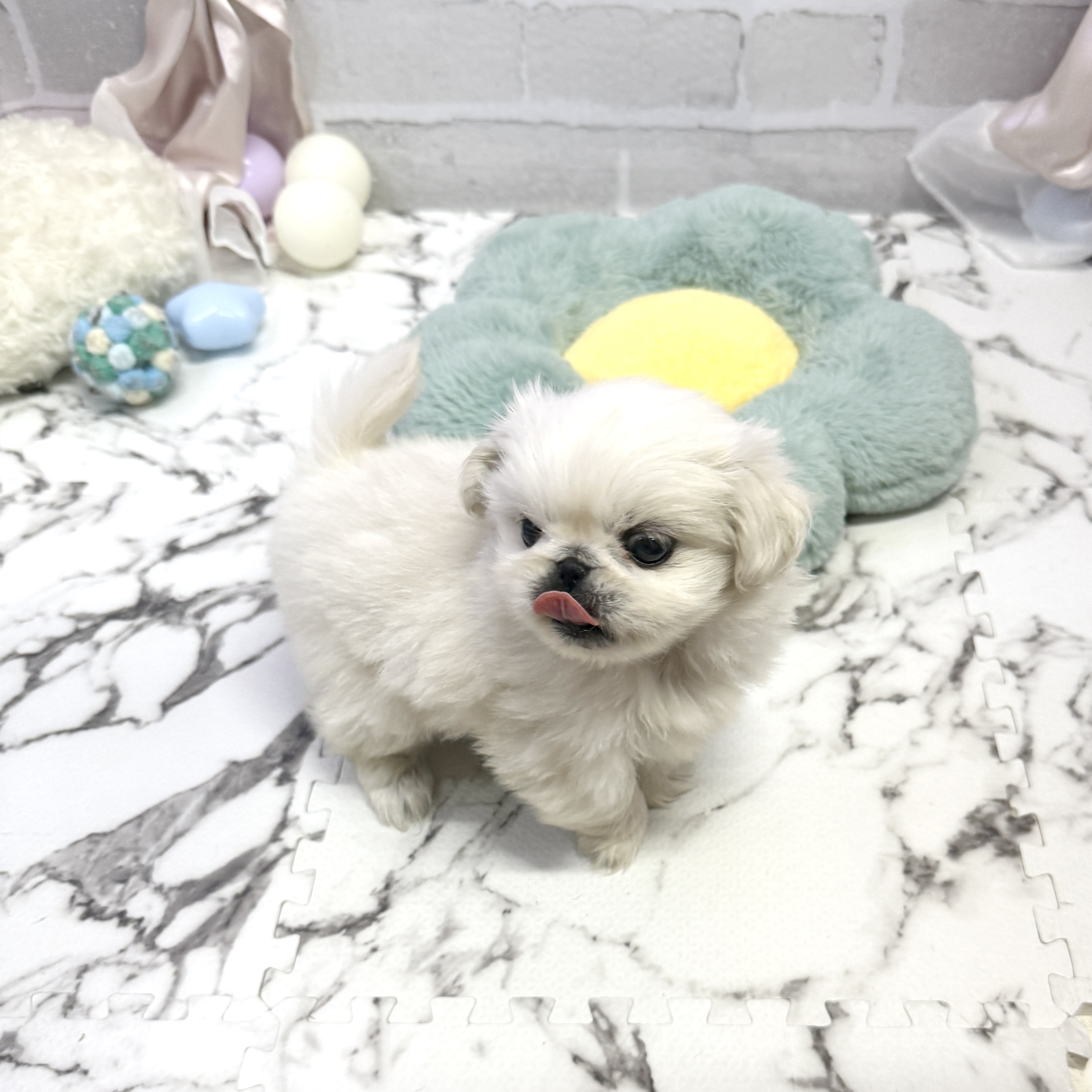 愛知県のペキニーズ (犬の家＆猫の里岡崎店/2025年8月24日生まれ/女の子/ホワイト)の子犬の2枚目の画像