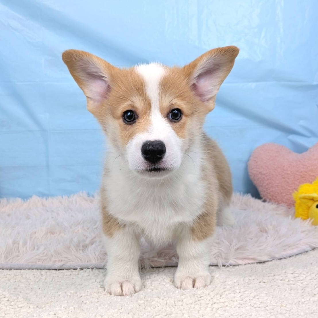 兵庫県のウェルシュコーギーペンブローク (犬の家＆猫の里川西店/2025年8月26日生まれ/男の子/セーブルホワイト)の子犬の1枚目の画像
