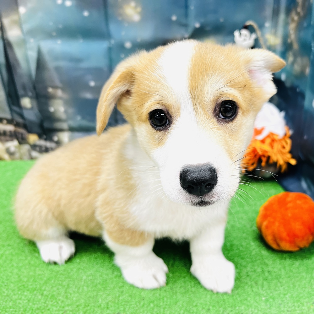 愛知県のウェルシュコーギーペンブローク (犬の家＆猫の里名古屋天白店/2025年8月26日生まれ/男の子/セーブルホワイト)の子犬の2枚目の画像