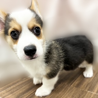 兵庫県のウェルシュコーギーペンブローク (犬の家＆猫の里カナート西神戸店/2025年8月26日生まれ/男の子/ブラックタンホワイト)の子犬の2枚目の画像