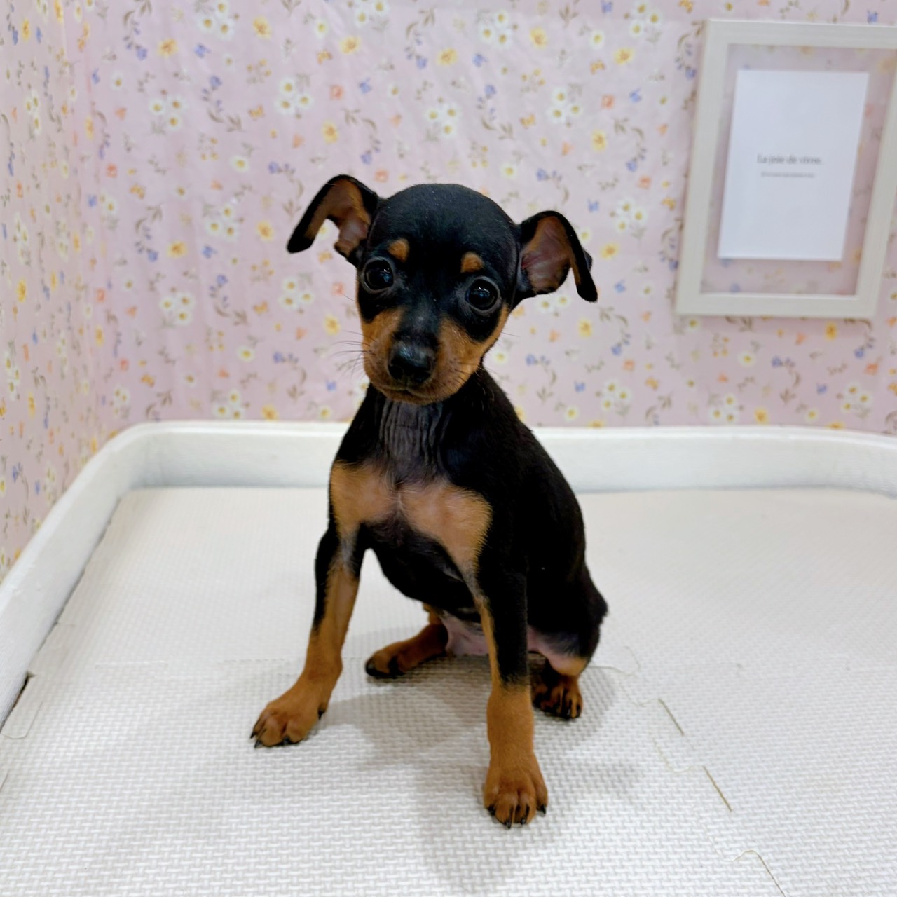 石川県のミニチュアピンシャー (犬の家&猫の里金沢店/2025年8月25日生まれ/男の子/ブラックタン)の子犬の1枚目の画像