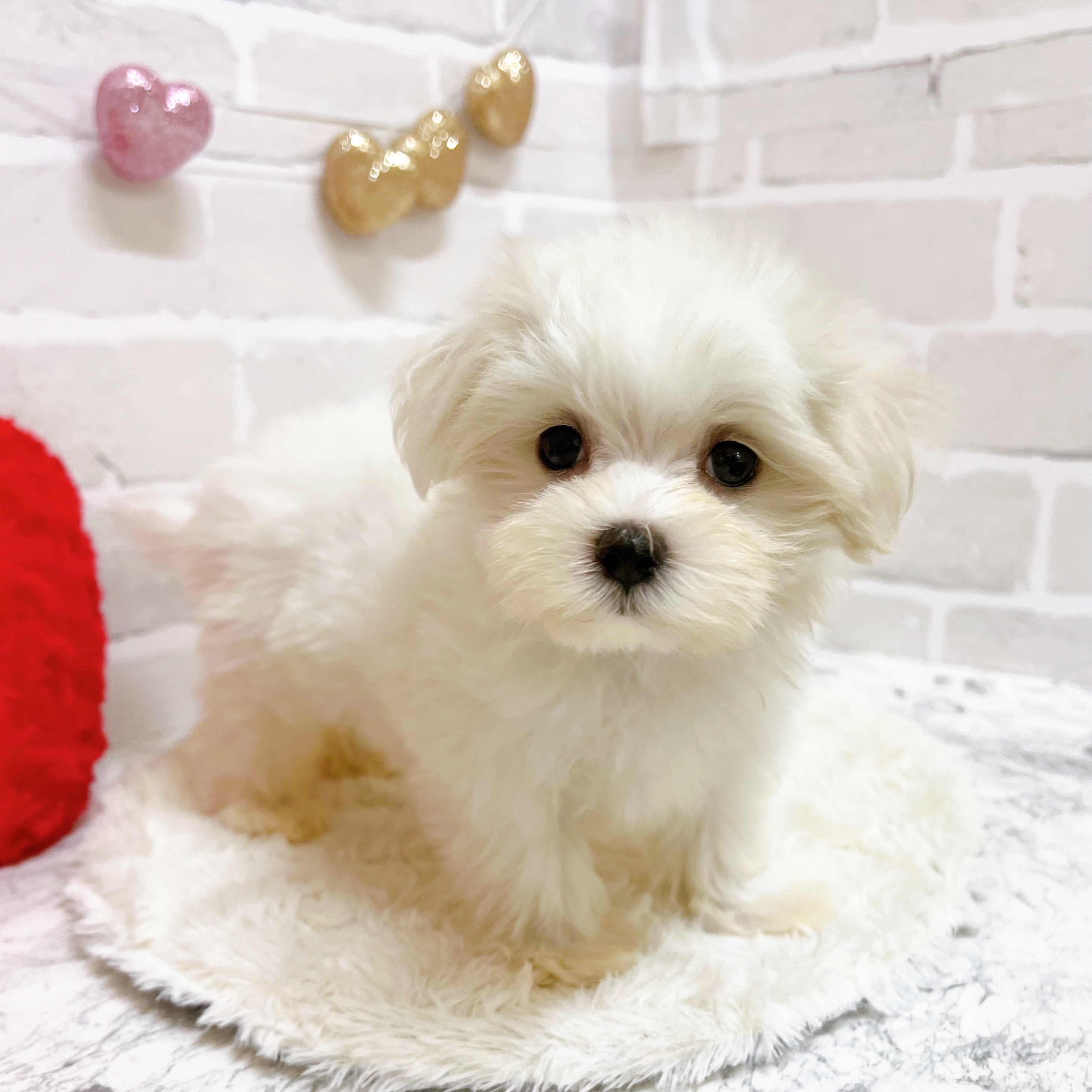 京都府のマルチーズ (犬の家＆猫の里京都精華店/2025年8月26日生まれ/女の子/ホワイト)の子犬の2枚目の画像