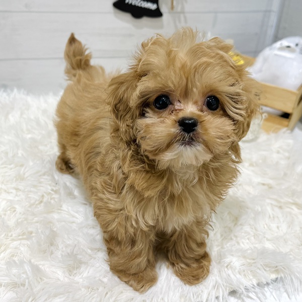 愛知県のペキプー(ペキニーズ×プードル) (犬の家＆猫の里豊田店/2025年8月17日生まれ/女の子/アプリコットホワイト)の子犬の2枚目の画像