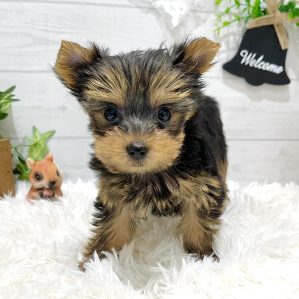 愛知県のヨークシャーテリア (犬の家＆猫の里豊田店/2025年8月27日生まれ/女の子/スチールブルータン)の子犬の1枚目の画像