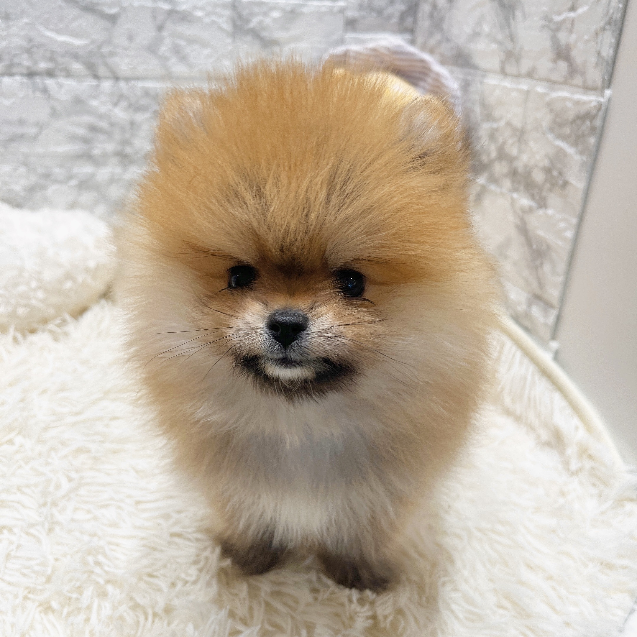 愛知県のポメラニアン (犬の家＆猫の里MiO香久山店/2025年8月25日生まれ/女の子/オレンジ)の子犬の2枚目の画像
