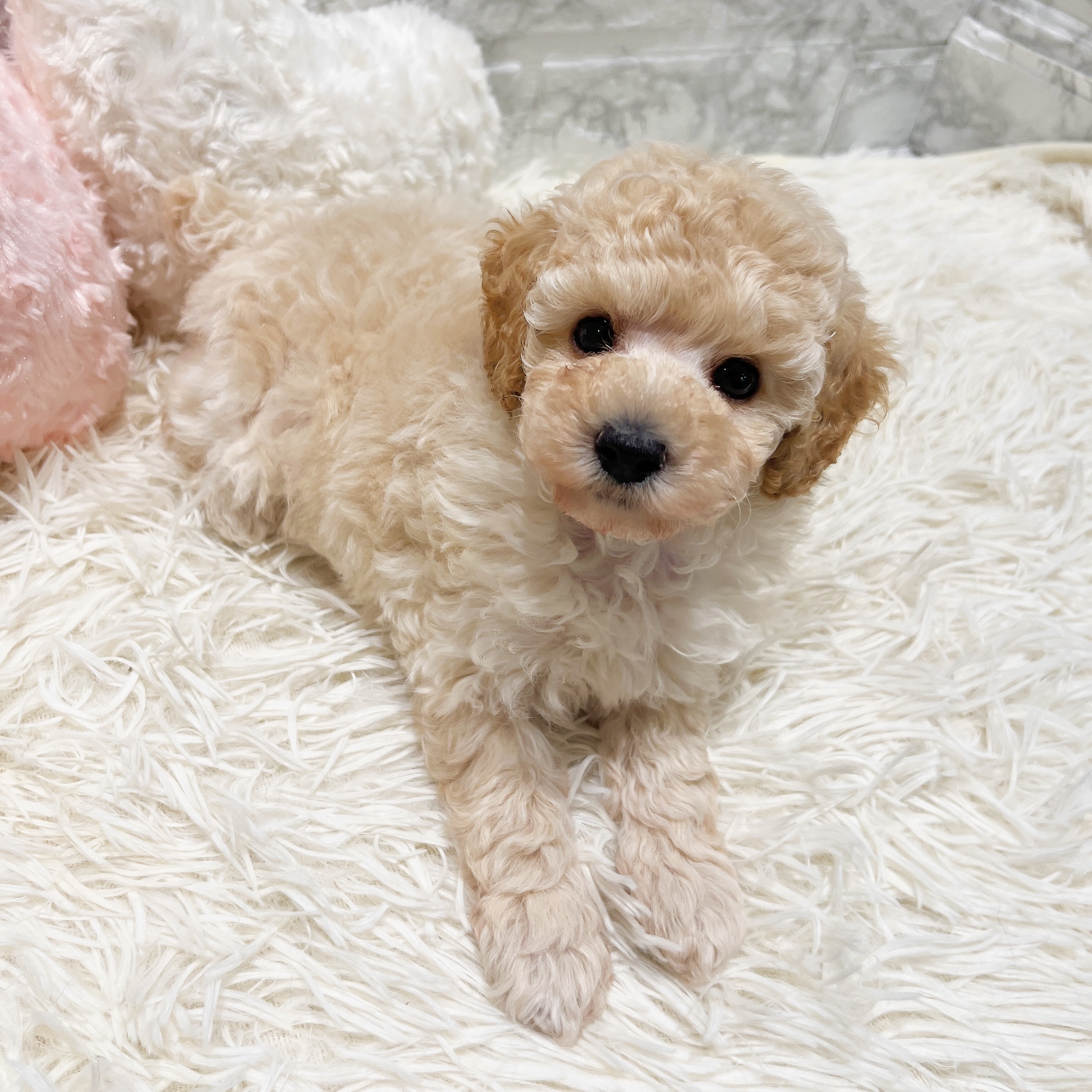 愛知県のトイプードル(トイ) (犬の家＆猫の里MiO香久山店/2025年8月27日生まれ/男の子/クリーム)の子犬の2枚目の画像