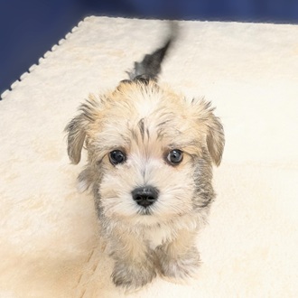 愛知県のシュナマル/マルシュナ(シュナウザー×マルチーズ) (犬の家＆猫の里一宮店/2025年8月20日生まれ/女の子/フォーンホワイト)の子犬の2枚目の画像