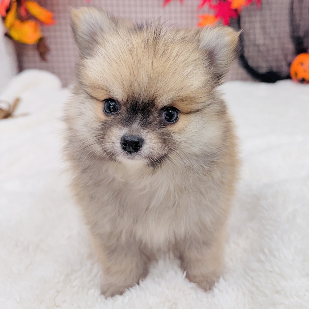 愛知県のポメチワ/チワポメ/ポメチー(ポメラニアン×チワワ) (犬の家&猫の里エアポートウォーク店/2025年8月19日生まれ/男の子/フォーン)の子犬の2枚目の画像