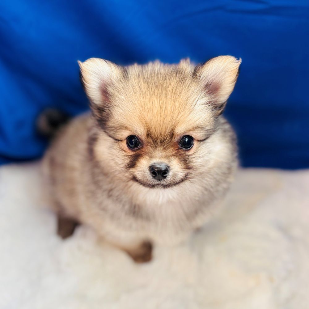 愛知県のポメチワ/チワポメ/ポメチー(ポメラニアン×チワワ) (犬の家＆猫の里愛知刈谷店/2025年8月19日生まれ/男の子/フォーン)の子犬の1枚目の画像