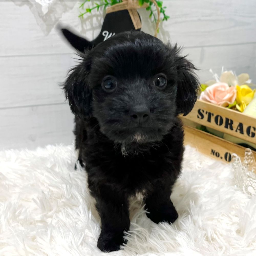 愛知県のダップー(ダックス×プードル) (犬の家&猫の里豊田店/2025年8月26日生まれ/男の子/ブラックホワイト)の子犬の2枚目の画像