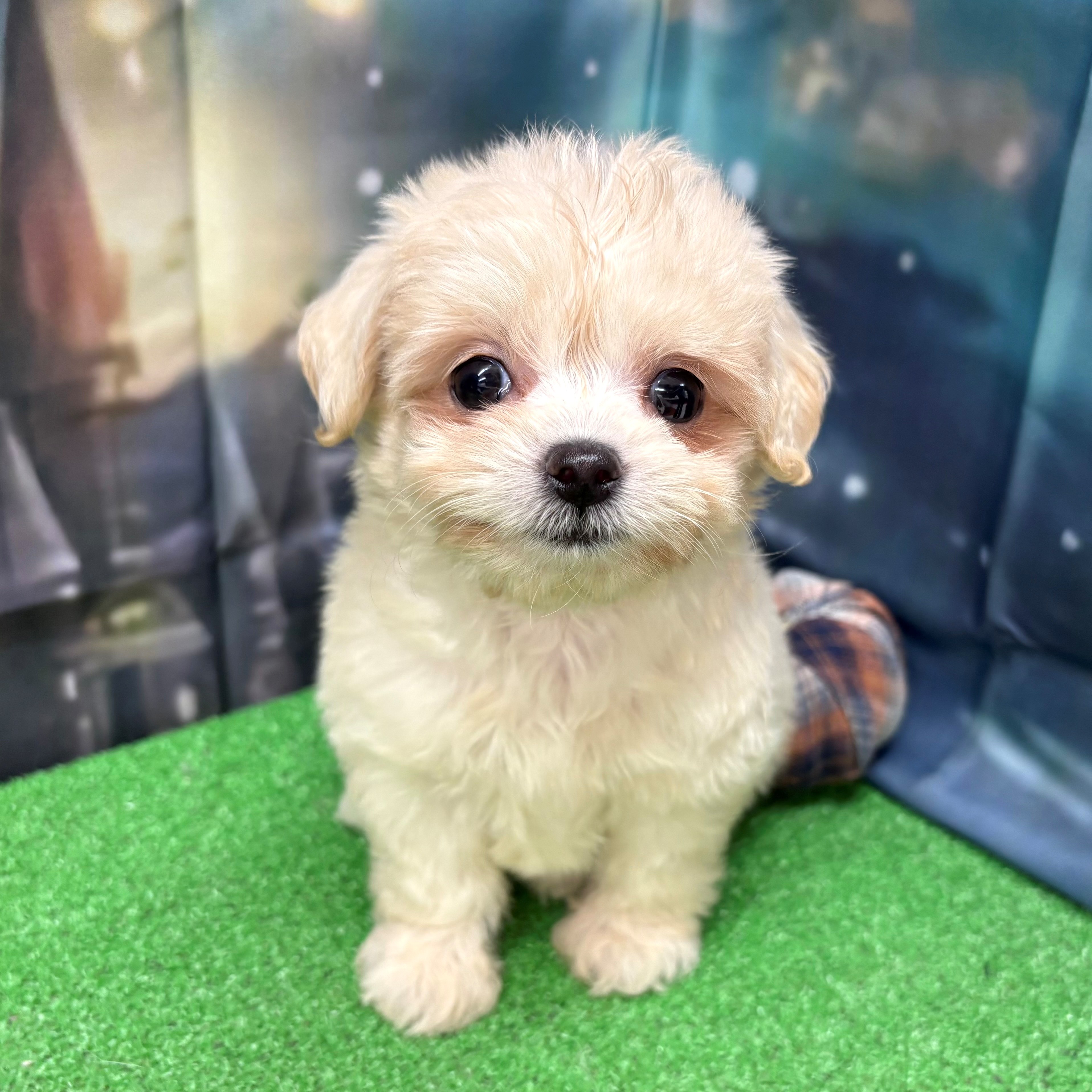 愛知県のチワプー/プーチー(チワワ×プードル) (犬の家＆猫の里名古屋天白店/2025年8月27日生まれ/女の子/クリーム)の子犬の2枚目の画像