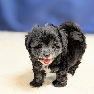 愛知県のチワプー/プーチー(チワワ×プードル) (犬の家＆猫の里一宮店/2025年8月27日生まれ/男の子/シルバー)の子犬の2枚目の画像