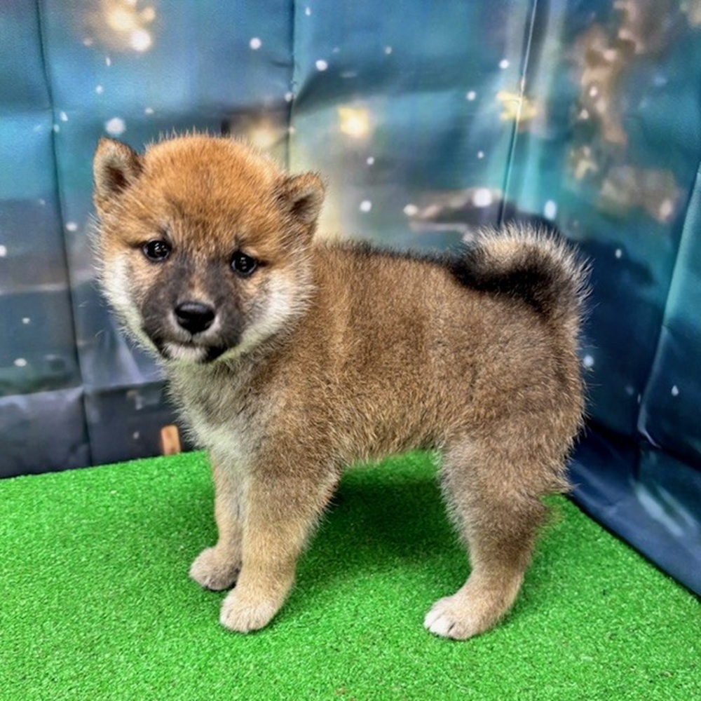 愛知県の柴犬(標準サイズ) (犬の家＆猫の里名古屋天白店/2025年8月25日生まれ/男の子/赤)の子犬の1枚目の画像