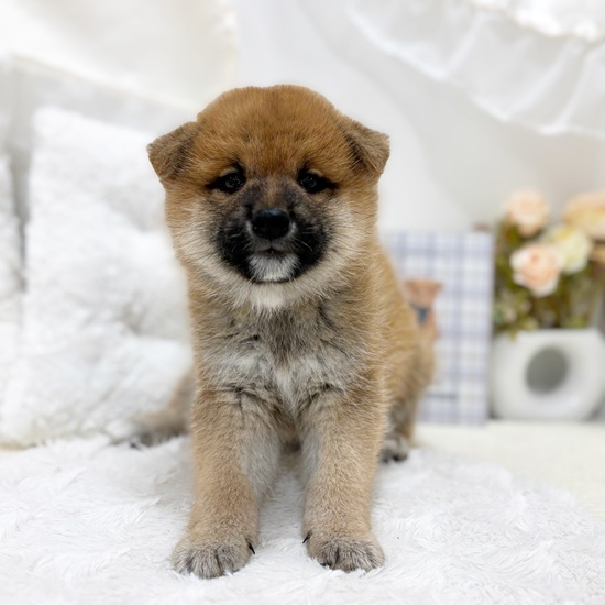岐阜県の柴犬(標準サイズ) (犬の家＆猫の里カラフルタウン岐阜店/2025年8月25日生まれ/男の子/赤)の子犬の2枚目の画像