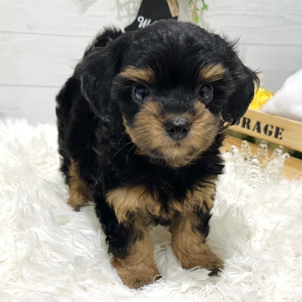 愛知県のチワプー/プーチー(チワワ×プードル) (犬の家＆猫の里豊田店/2025年8月27日生まれ/女の子/ブラックタン)の子犬の2枚目の画像