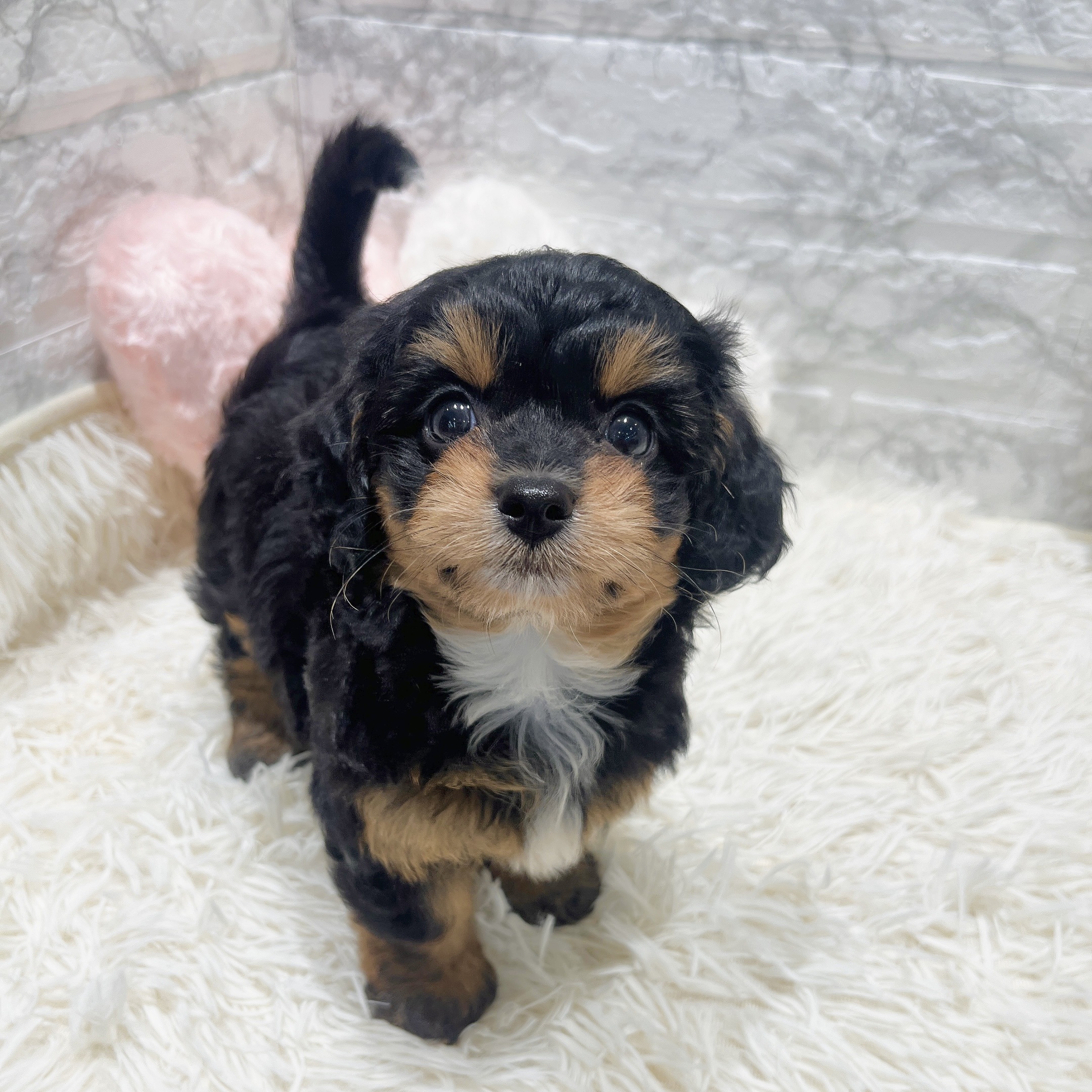 愛知県のチワプー/プーチー(チワワ×プードル) (犬の家&猫の里MiO香久山店/2025年8月27日生まれ/女の子/ブラックタン)の子犬の1枚目の画像