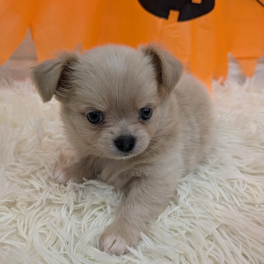 愛知県のチワワ(ロング) (犬の家&猫の里MEGAドン・キホーテ東海名和店/2025年8月27日生まれ/男の子/クリーム)の子犬の2枚目の画像